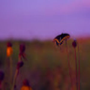 Meet your Posher, Pedro